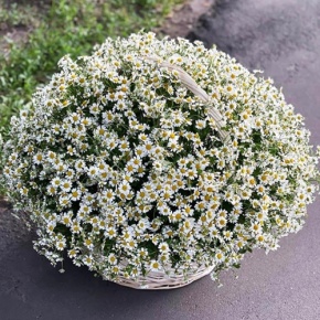 Композиция в корзине из 151 ромашки в Можайске