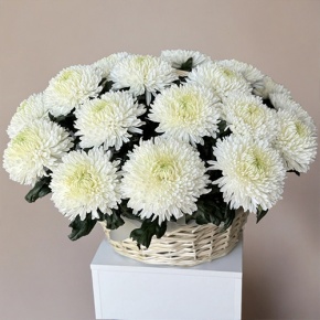 Композиция в корзине из 25 хризантем Магнум в Можайске