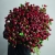Монобукет из 75 кустовых роз Марун (70 см) в Можайске