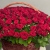 Композиция в корзине из 151 красной розы в Можайске Композиция в корзине из 151 красной розы в Можайске