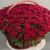 Композиция в корзине из 151 красной розы в Можайске Композиция в корзине из 151 красной розы в Можайске