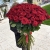 Букет из 101 красной розы (90 см) в Можайске Букет из 101 красной розы (90 см) в Можайске